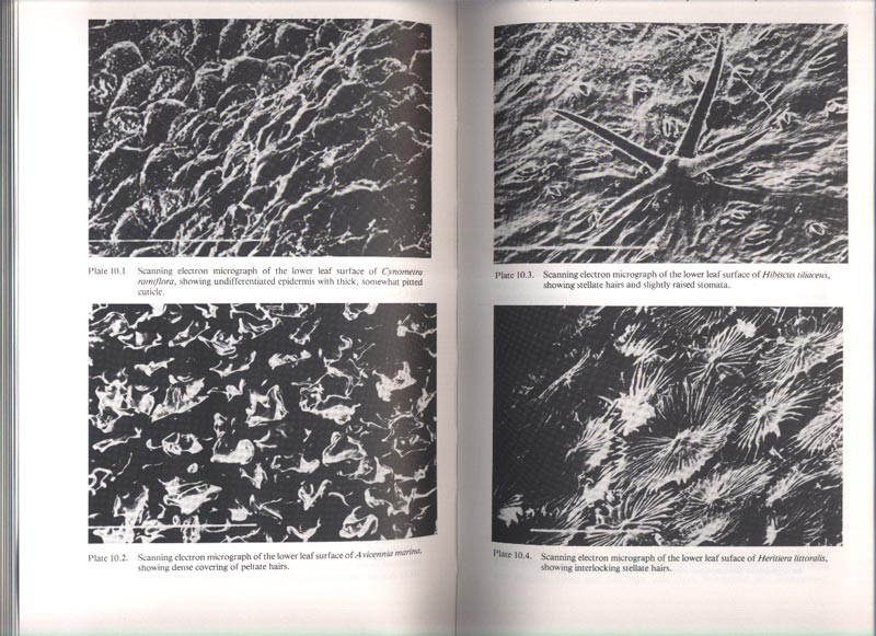 Mangrove Ecosystems in Australia - aus dem Buch